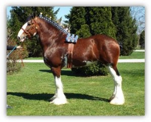 a good example of the modern day Clydesdale
